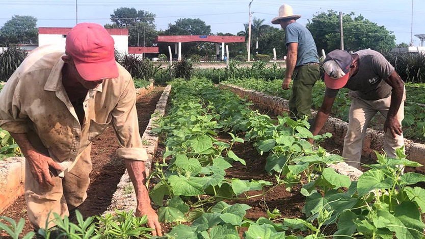 También en los canteros permanece vigente la atención diferenciada a los cultivos. Foto: Michel Guerra